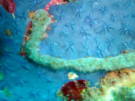 Beautiful coral in Dominica by Kelly N. Saunders 