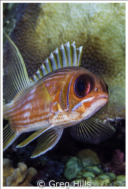 A close up of a Squirrelfish o Ambergris Caye, Belize. by Greg Hills 