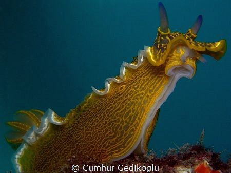 Felimare picta by Cumhur Gedikoglu 