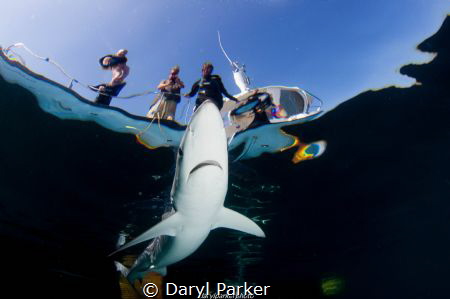 cornish blues!
canon 500d ikelite housing, tokina 10-17m... by Daryl Parker 