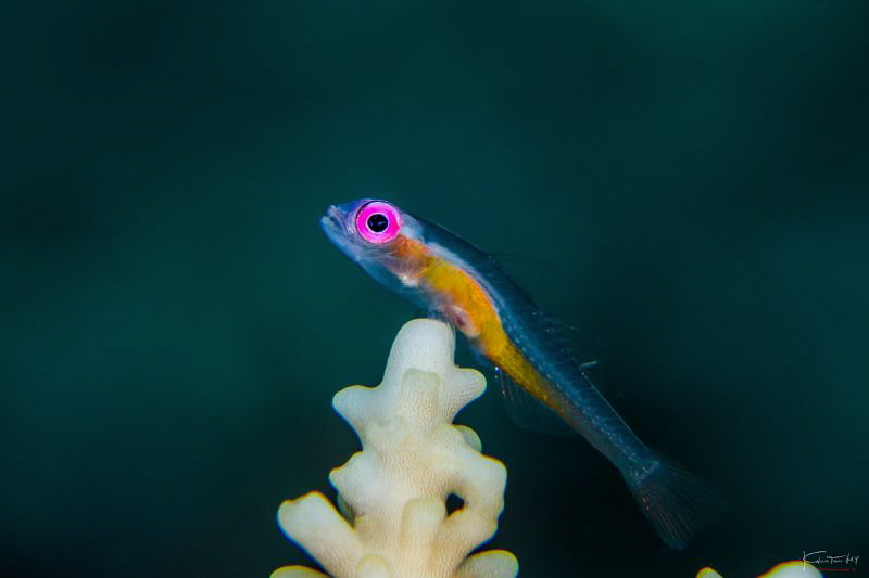 Pinkeye goby by Kelvin H.y. Tan 