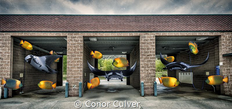 "Manta Cleaning Station" part of my Underwater Surrealism... by Conor Culver 