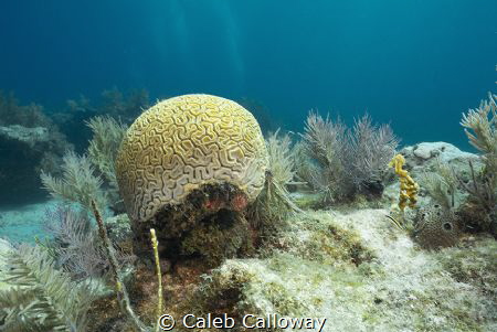 This image is an illustration on the coral bleaching on t... by Caleb Calloway 