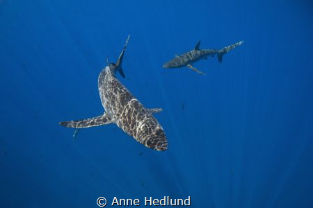 The silkies surrounded our boat between dives, with the s... by Anne Hedlund 