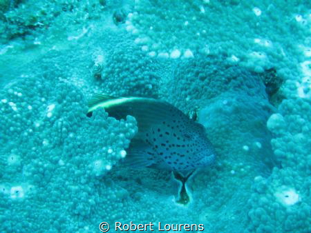 This is a fish watching me. He posed very shyly for the pic by Robert Lourens 