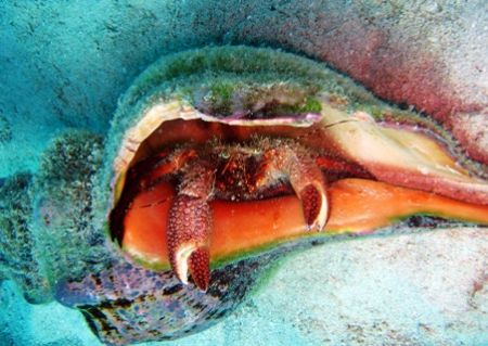 Conch seen June 2006 at Marathon Key Florida. Taken with ... by Bonnie Conley 