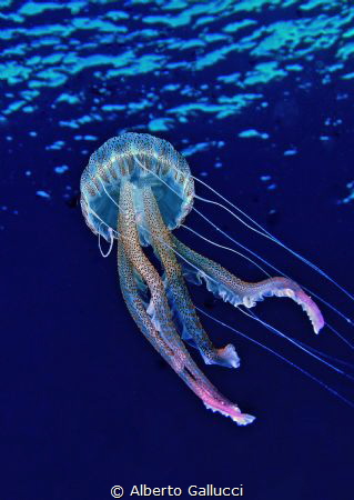 Pelagia noctiluca by Alberto Gallucci 