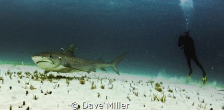 Shooting a Tiger/Canon 5D Mark II. Fisheye lens, Ikelite ... by Dave Miller 
