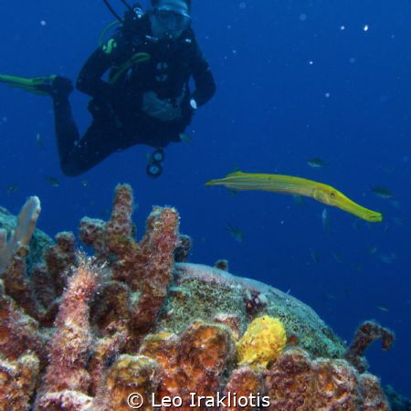 Frog fish, trumpet fish, and diver at Bonaire's Bari Reef... by Leo Irakliotis 