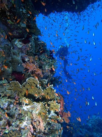 My buddy hovering by the reef, taken at Yolanda reef, Ras... by Nikki Van Veelen 