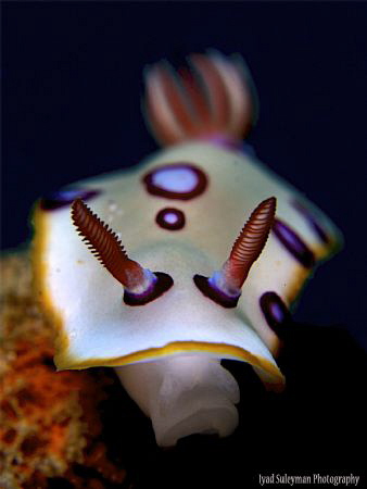 Nudibranch by Iyad Suleyman 