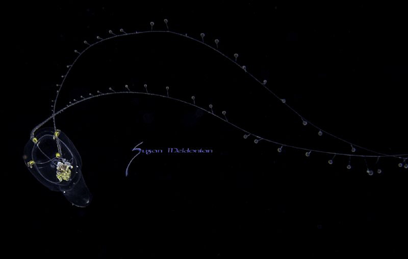 A Zancleopsis jellyfish, photographed on a Black water di... by Suzan Meldonian 