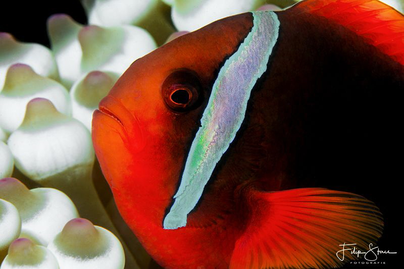 Tomato Anemonefish (Amphiprion frenatus) by Filip Staes 