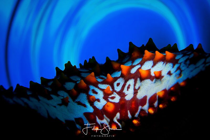 The Blue circle. by Filip Staes 