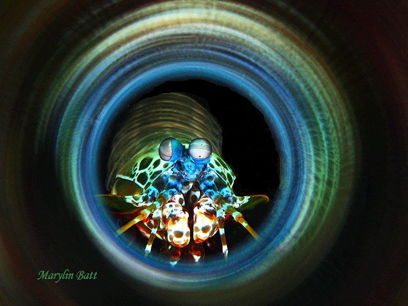 Mantis Shrimp through mirrored tube by Marylin Batt 