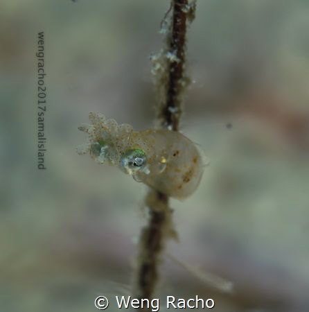 tiny bubbly! by Weng Racho 
