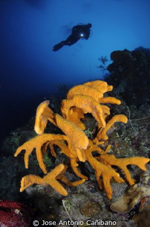 Sponge with divers,maria la gorda by Jose Antonio Cañibano 