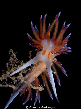 Cratena peregrina by Cumhur Gedikoglu 