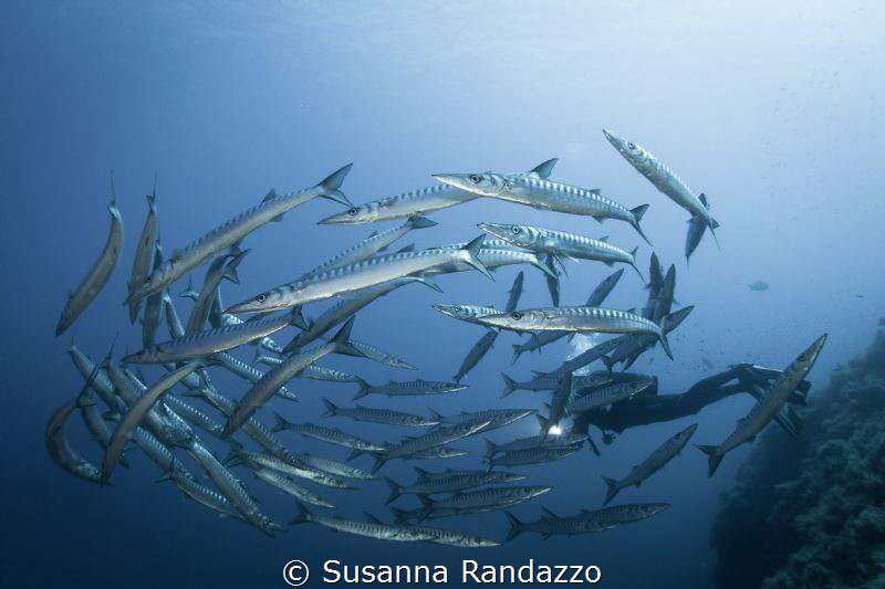 close encounter with barracudas in Ustica island by Susanna Randazzo 
