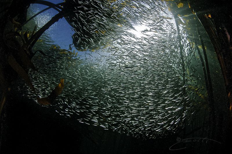 ~ Forest Porthole ~ by Geo Cloete 