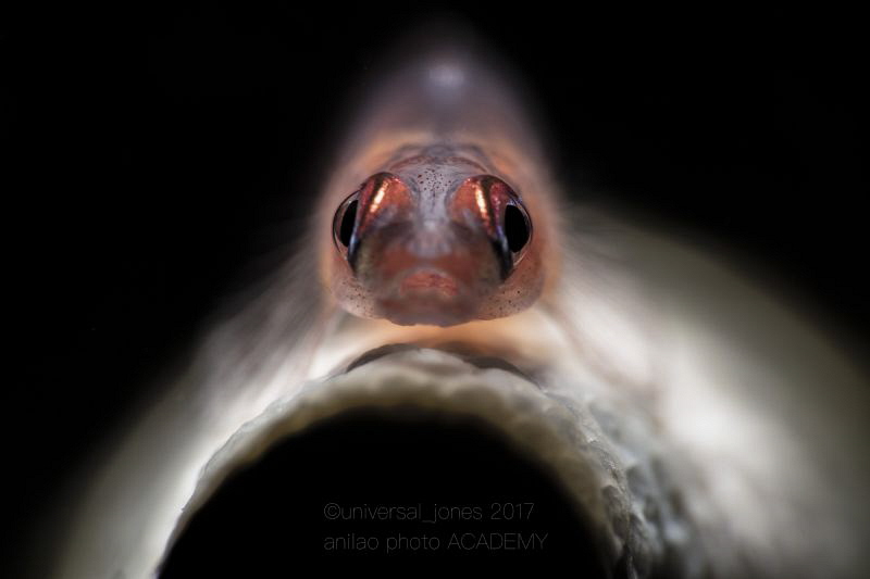 Bryaninops yongei 
Retra_spective (time), through SMCii ... by Wayne Jones 