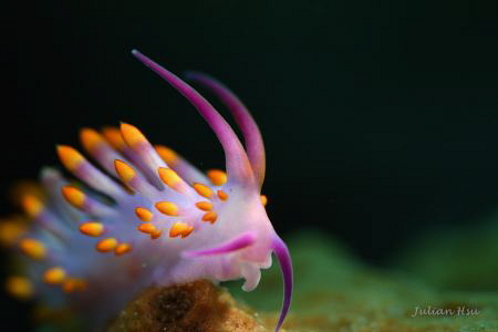 Tenellia sibogae by Julian Hsu 