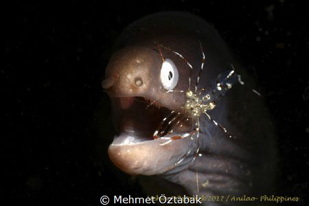 Marine Life/ Anilao-Philippines 2017 by Mehmet Öztabak 