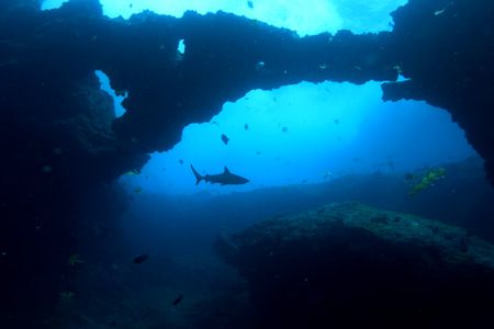 Shark Temple
When I saw this reef shark swimming away fr... by João Paulo Krajewski 
