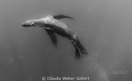 curious...
cape fur seal - Southafrica by Claudia Weber-Gebert 