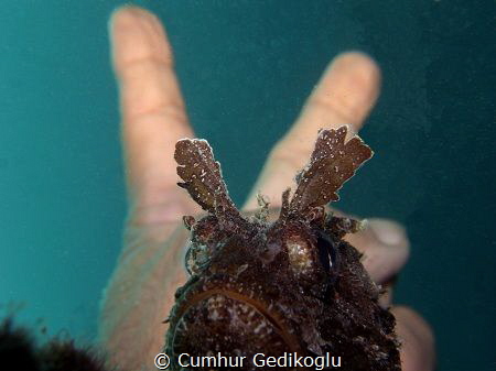 Scorpaena porcus
VICTORY by Cumhur Gedikoglu 