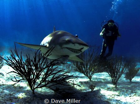 Say Cheese! Canon 5D Mark II, fisheye lens, Ikelite housing by Dave Miller 