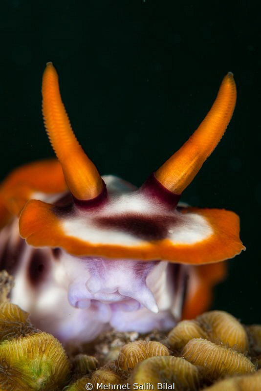Chromodoris magnifica. by Mehmet Salih Bilal 