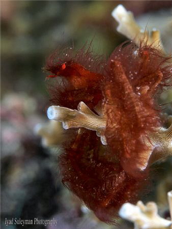 Orangutan Crab by Iyad Suleyman 