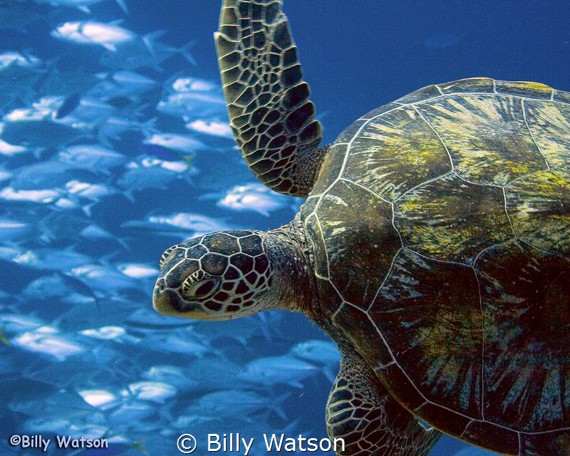 ‘The Escape’ — Grey Reef Shark was pursuing this turtle u... by Billy Watson 