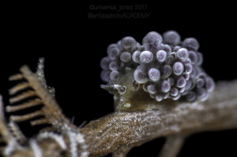 Dotto ussi by Wayne Jones 
