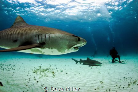 I see you/Canon 5D Mark II, fisheye lens, Ikelite housing by Dave Miller 