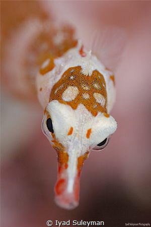 Red Cheeked Pipefish (Corythoichthys insularis) by Iyad Suleyman 