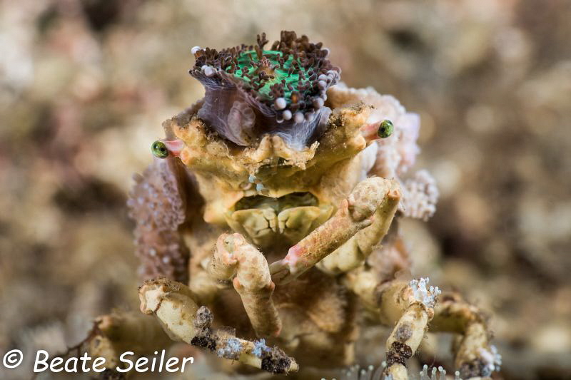 Decorator crab by Beate Seiler 