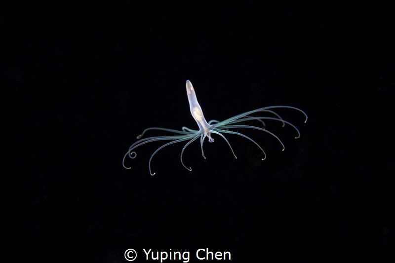 swimming anemone/Arachnactidae (Ceriantharia) larval stag... by Yuping Chen 
