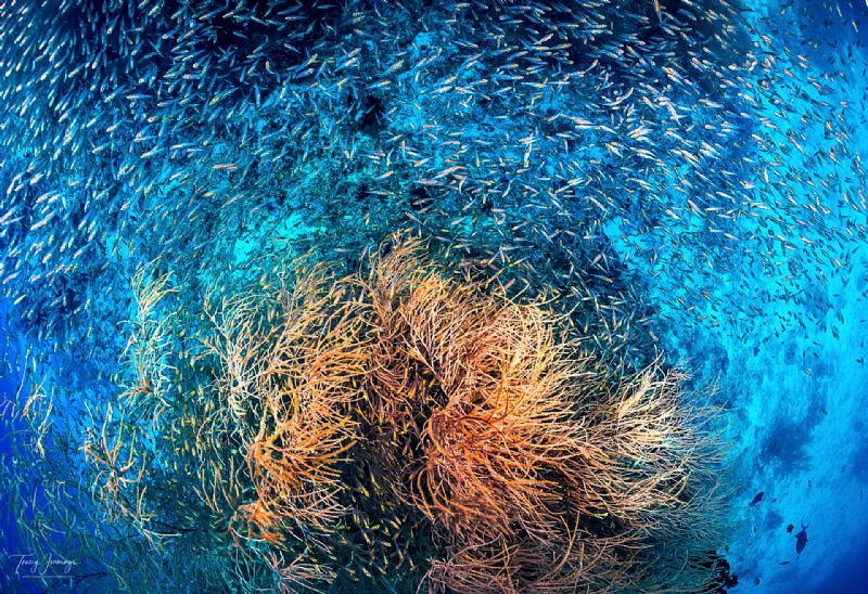 A simple coral and family by Tracey Jennings 
