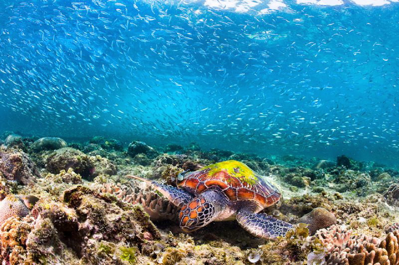 The two symbols of Moalboal - Sardines and Turtles by Tracey Jennings 