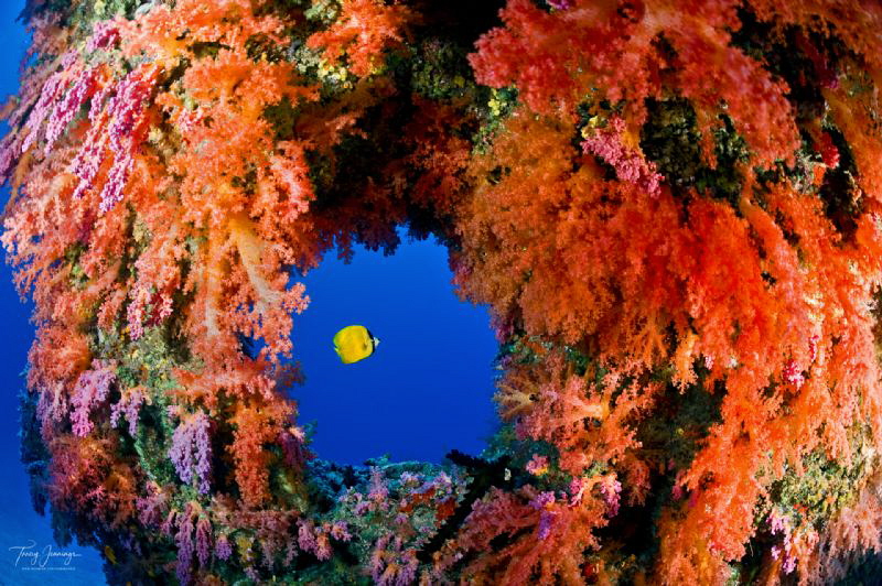 coral window by Tracey Jennings 