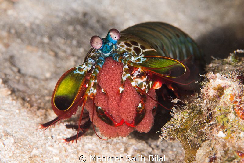 Mantis shrimp with eggs. by Mehmet Salih Bilal 