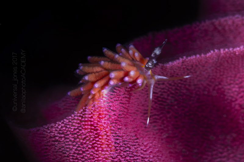favorinus mirabilis by Wayne Jones 