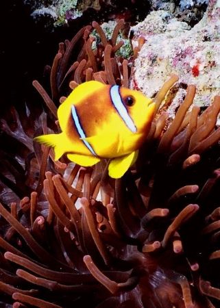 Anemone Fish in a Red Anemone, Jackson Reef, Strait of Tiran by Erich Reboucas 