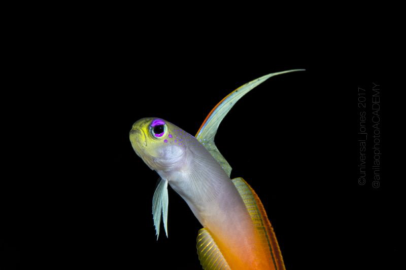 Nemateleotris magnifica 
Portrait of Flame by Wayne Jones 