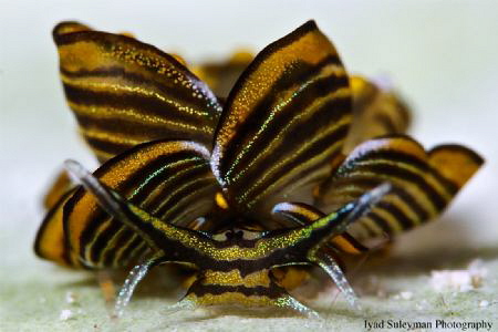 Butterfly Nudibranch by Iyad Suleyman 