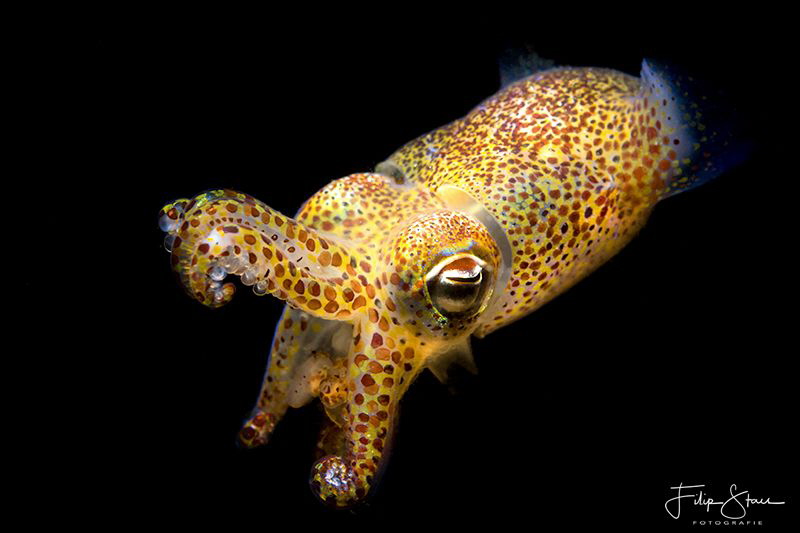 Atlantic bobtail (Sepiola atlantica), Zeeland, The Nether... by Filip Staes 
