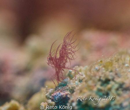 Hairy Shrimp by Reto König 