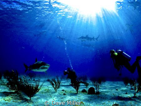 Tiger Beach, Bahamas/Canon 5D Mark II, fisheye lens, Ikel... by Dave Miller 